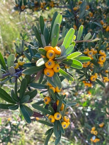 Narrowleaf Firethorn