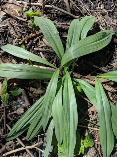 Narrowleaf Wild Leek