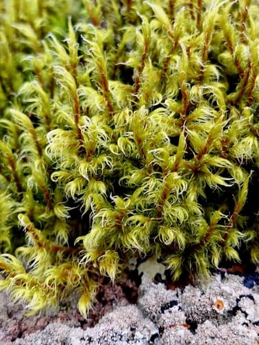 Woolly Fringe-moss