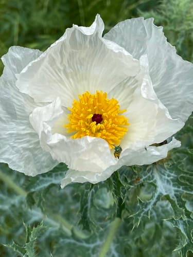 Texas Pricklypoppy