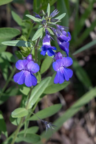 Giant Blue-eyed Mary