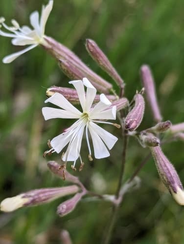 Italian Catchfly