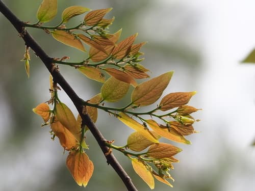 Chinese Hackberry Bonsai