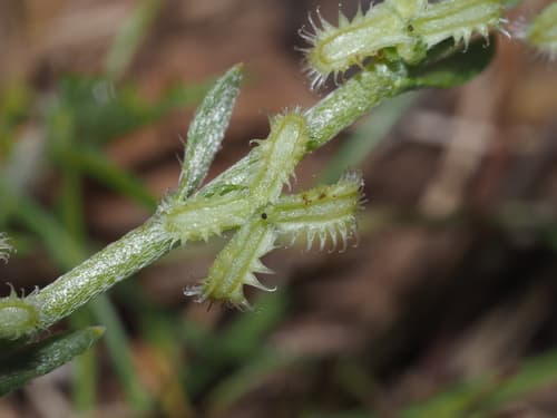 Sagebrush Combseed