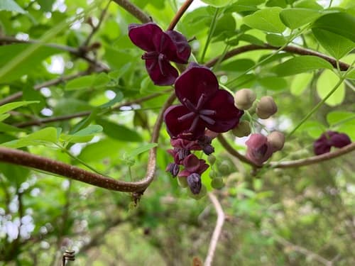 Five-leaf akebia