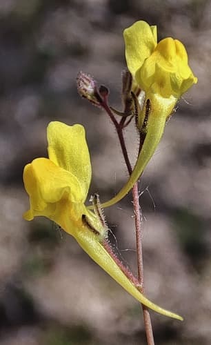 Ballast Toadflax