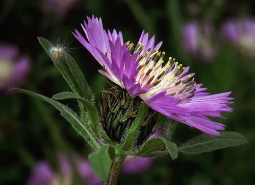 Iberian Knapweed