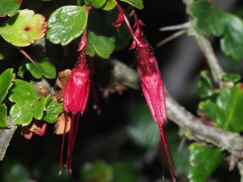 Fuchsiaflower Gooseberry Bonsai