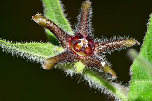 Star Milkvine Bonsai