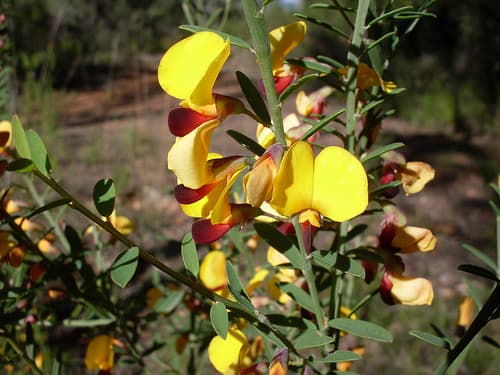 Variable Bossiaea