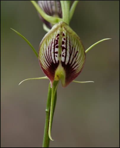 bonnet orchid