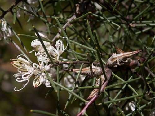 Dagger Hakea Bonsai