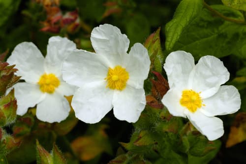 Cistus inflatus Bonsai