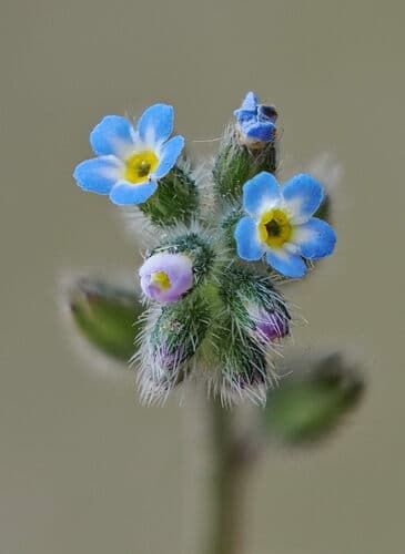 Early Forget-me-not