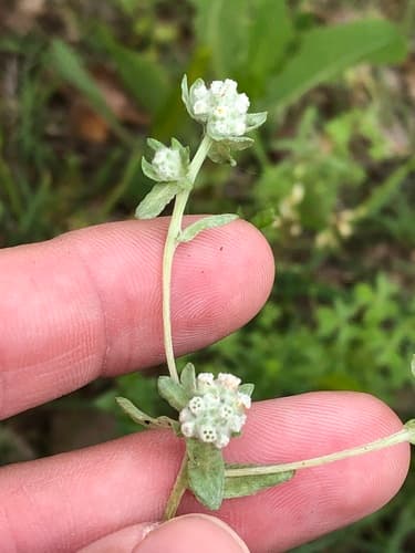 Many Stem Evax Bonsai (Hypothetical)