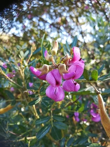 Cape Virgilia Bonsai