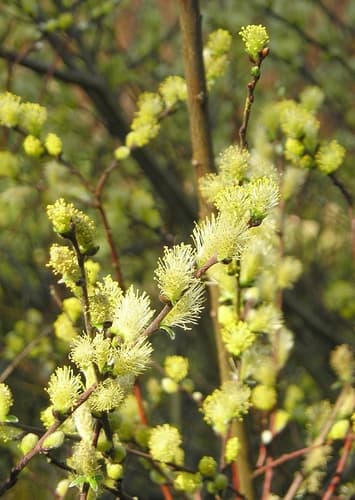 Creeping Willow