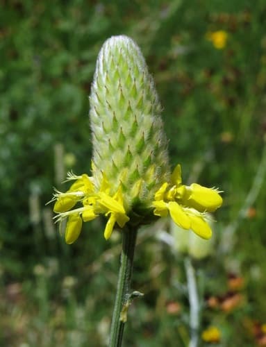 Golden Prairie Clover