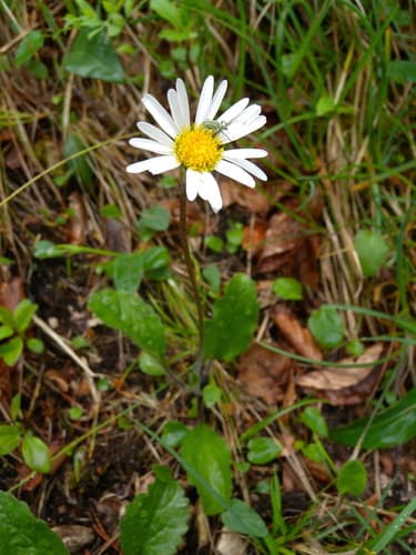 False Aster Bonsai