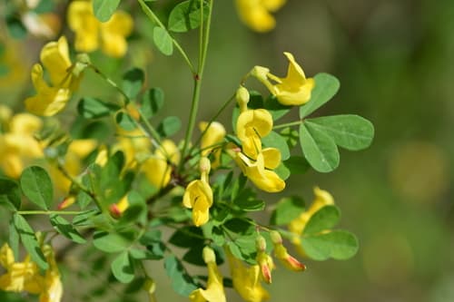 Scorpion Senna Bonsai