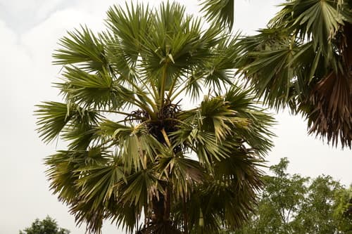 Asian Palmyra Palm