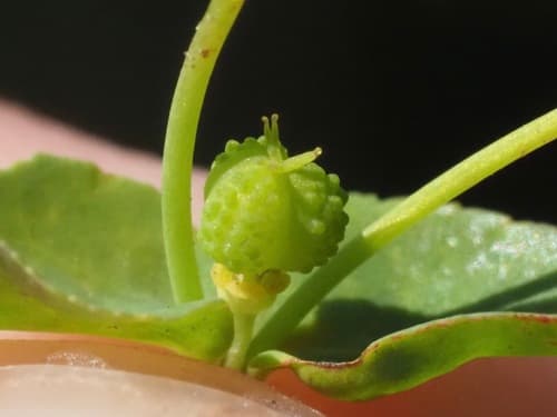 Reticulate-seeded Spurge