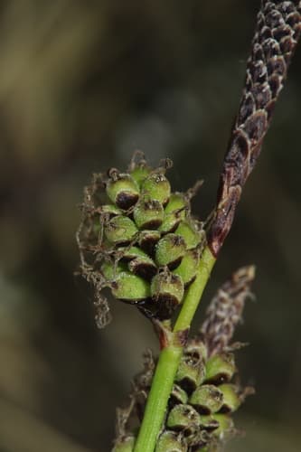 Rare Spring-sedge