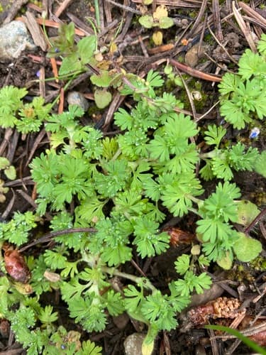 Field Parsley Piert Bonsai