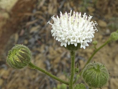 Artemisia-leaved Chaenactis