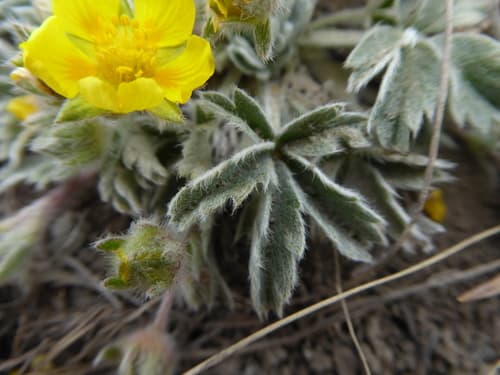 Early Cinquefoil Bonsai