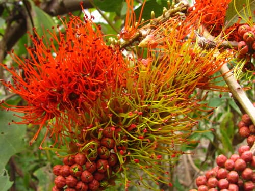 Combretum farinosum