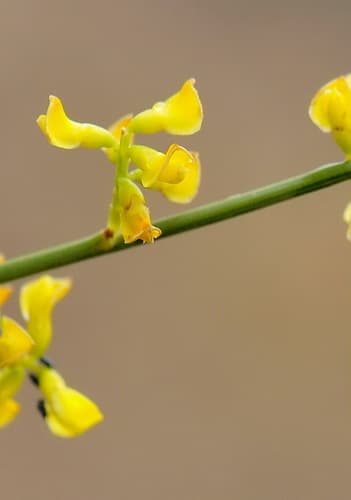 Yellow Bridal Broom Bonsai