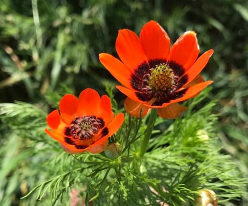 Summer Pheasant's-eye