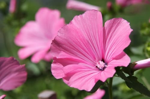 Royal Mallow Bonsai