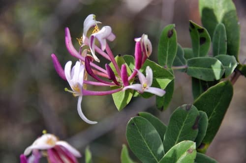 Mediterranean Honeysuckle