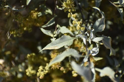 Triangle-leaf Bursage Bonsai
