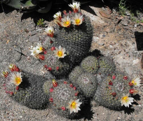 Peninsular fishhook cactus