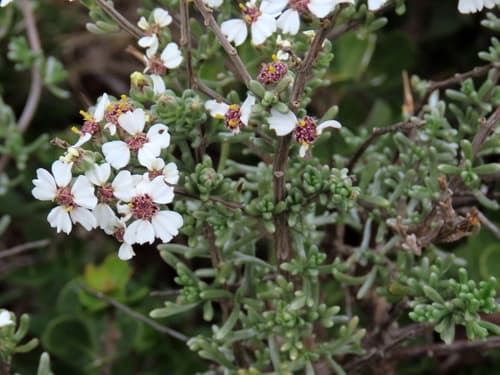 Cape Snow Bush Bonsai