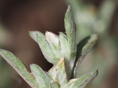 California Cottonrose Bonsai