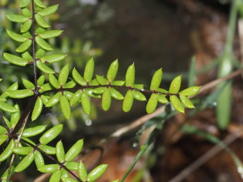Bird's Foot Cliffbrake Bonsai