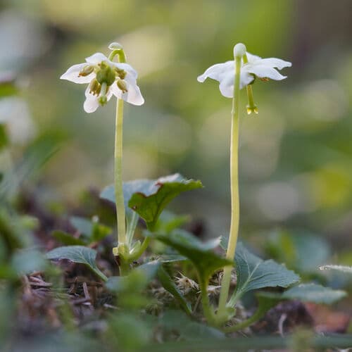 One-flowered Wintergreen Bonsai