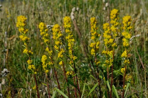 coast goldenrod