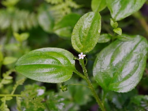 Forest Hound’s-tongue