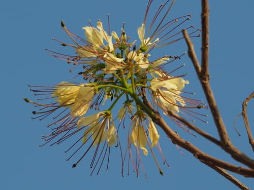 Sacred Garlic Pear Bonsai