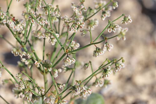 Flatcrown Buckwheat Bonsai