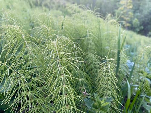 Meadow Horsetail