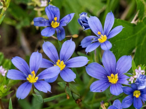 Roadside Blue-eyed Grass