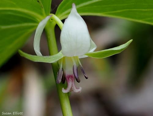 Nodding Trillium Flower