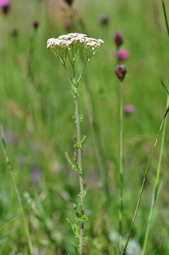 Bristly Yarrow (Hypothetical Bonsai)