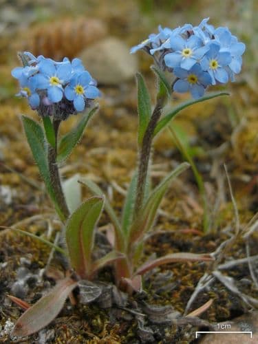 Mountain Forget-me-Not